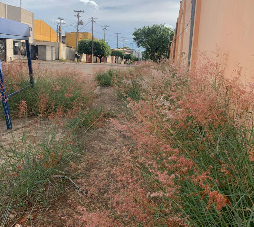 mato-alto-prejudica-trabalhadores-no-parque-industrial-harmonia-em-nova-odessa-jno