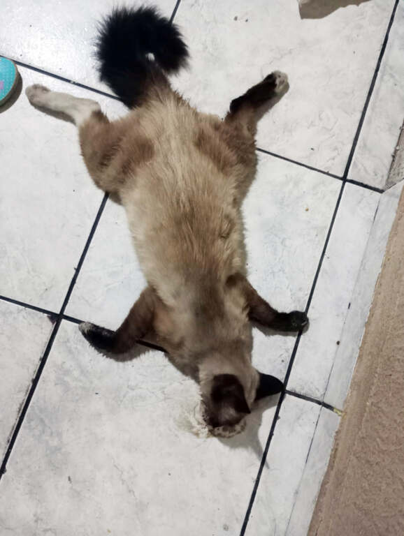 moradores-denunciam-morte-de-gatos-no-sao-jorge-jno